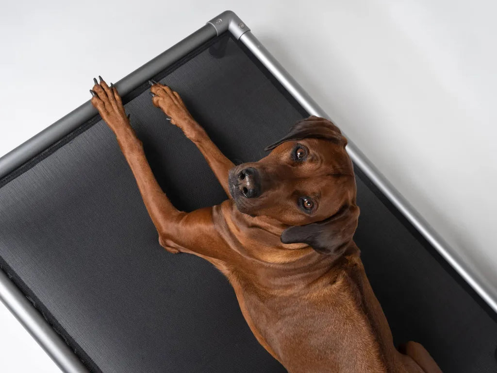 Hochbett für Hunde grau - verschiedene Größen