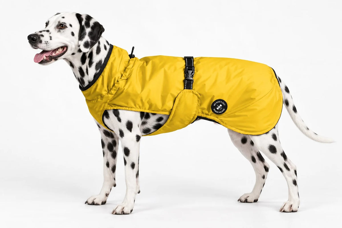 Hunderegenjacke MyDog`s Suit