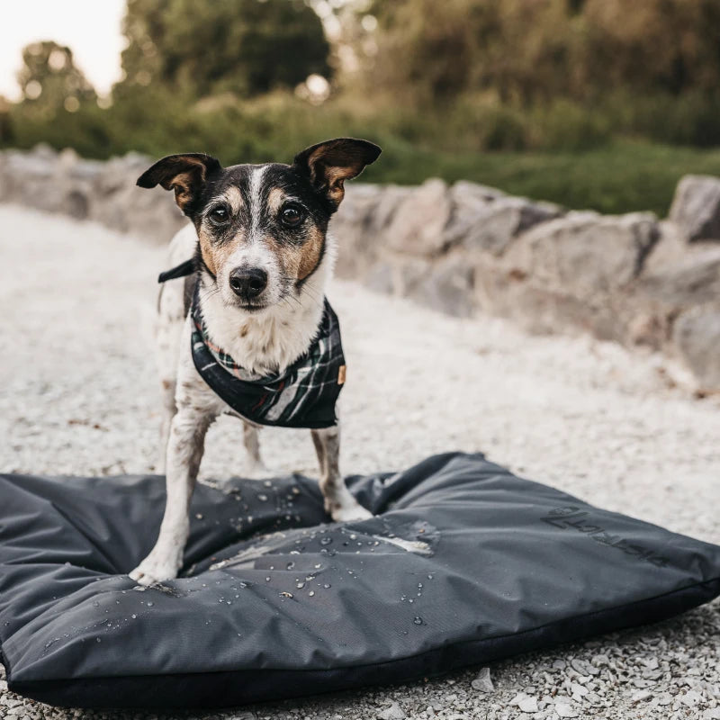 District 70 LODGE – Hundematte