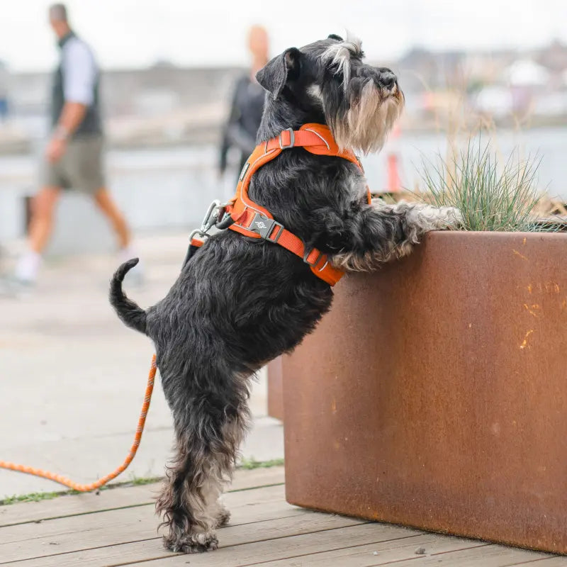 Dog Copenhagen - Geschirr S - verschiedene Farben