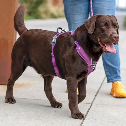 Dog Copenhagen - Geschirr L - verschiedene Farben