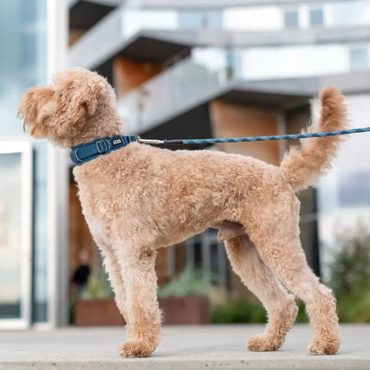 Dog Copenhagen - Halsband XS - verschiedene Farben