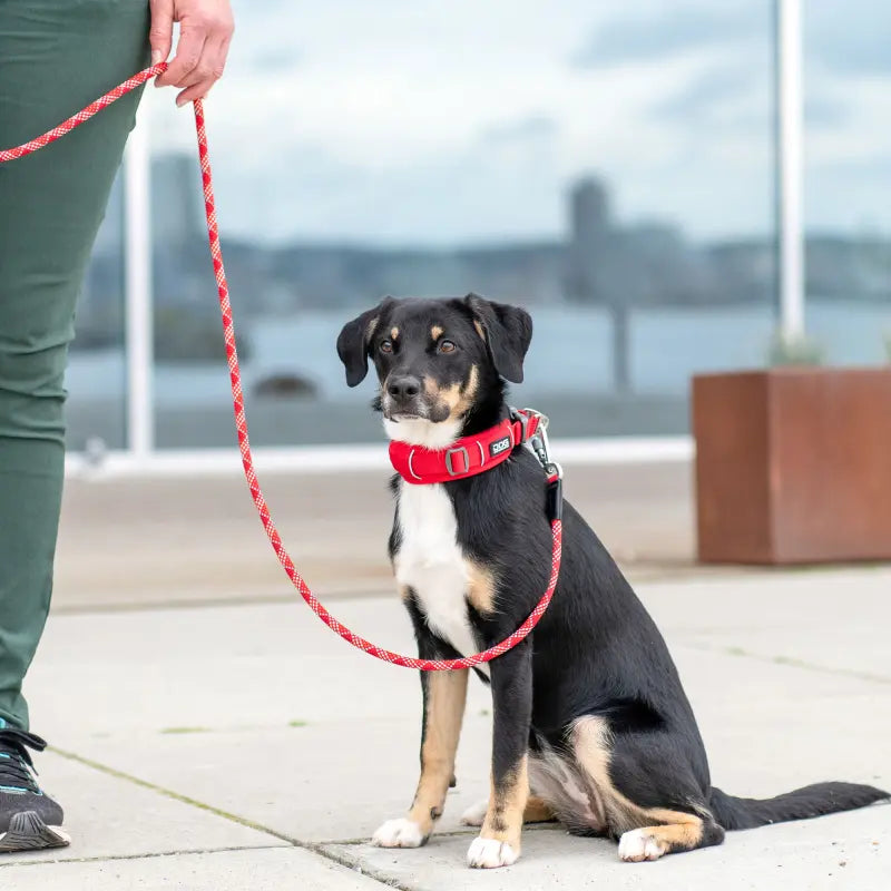 Dog Copenhagen - Halsband S - verschiedene Farben