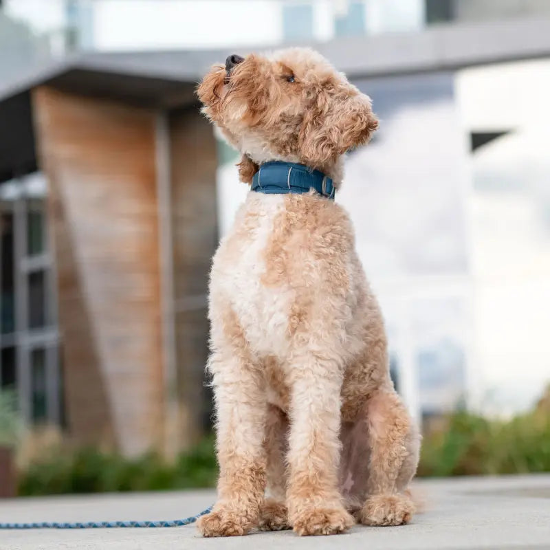 Dog Copenhagen - Halsband L - verschiedene Farben
